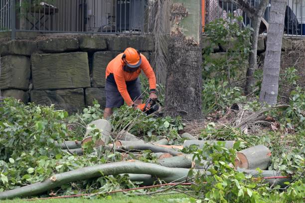 How Our Tree Care Process Works  in  Brightwaters, NY